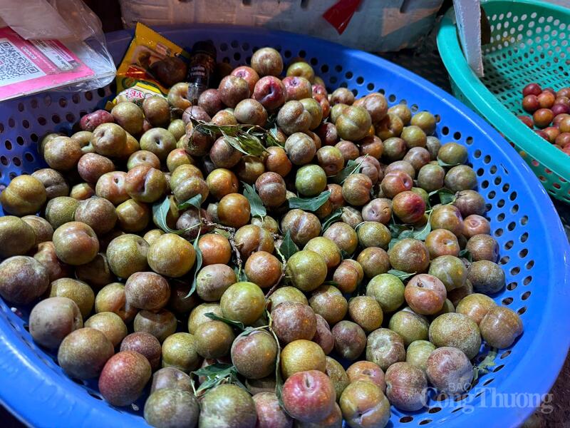 Mận hậu Sơn La đầu mùa xuất hiện tại Hà Nội với giá cao nhưng vẫn hút khách