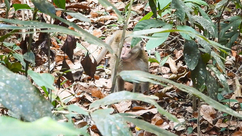 Cá thể Khỉ đuôi lợn (Macaca leonina).