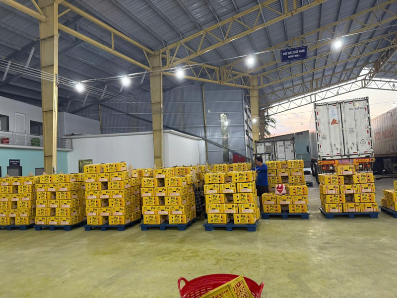 Lô hàng được dán tem, chuẩn bị đưa lên container xuất khẩu. Ảnh: Phạm Hải.