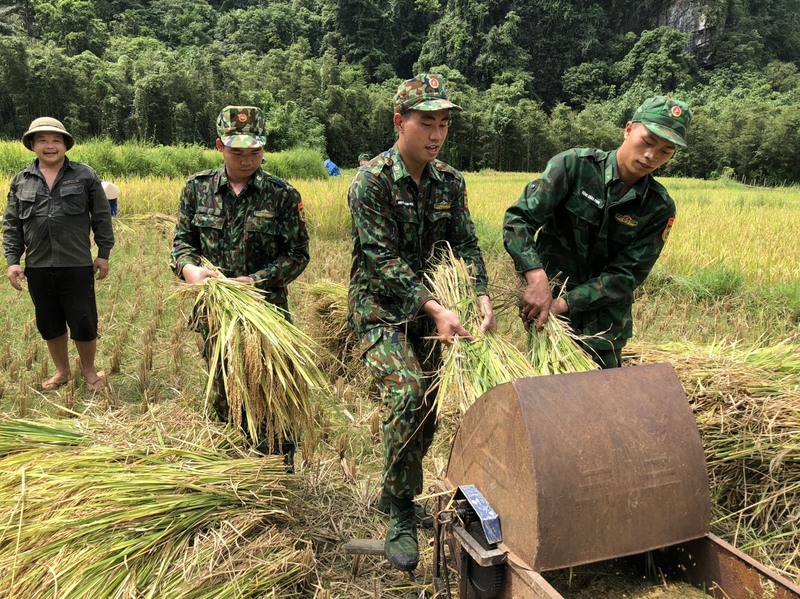 Cán bộ, chiến sĩ Đồn Biên phòng Cửa khẩu Lý Vạn giúp đồng bào thu hoạch lúa ngoài đồng. Ảnh: Đồn Biên phòng Cửa khẩu Lý Vạn