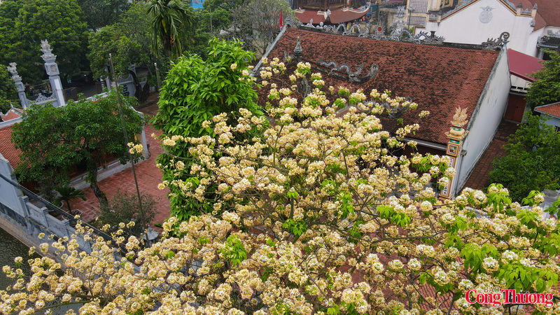 Cây bún cổ thụ nghiêng mình soi bóng xuống mặt nước giếng làng Hà Trì.