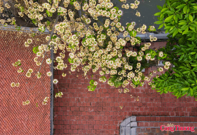 Mùa hoa bún nở rộ bên giếng làng cổ giữa lòng Thủ đô - 9