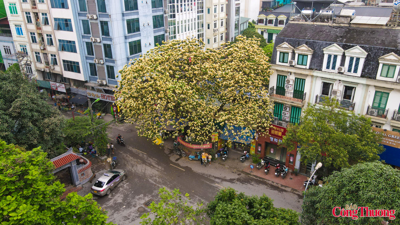 Cây bún (còn gọi là bạch hoa hay màn màn) là loài cây thân gỗ, thường nở hoa vào độ cuối tháng 3, đầu tháng 4 dương lịch. Tại Hà Nội, cây hoa bún không được trồng phổ biến thành những con đường dài như bằng lăng hay hoa sưa, mà chỉ thưa thớt ở vài địa điểm lâu đời. Nổi tiếng nhất phải kể đến cây bún tại làng Hà Trì (Hà Đông) và khu vực Đình Thôn (Từ Liêm).