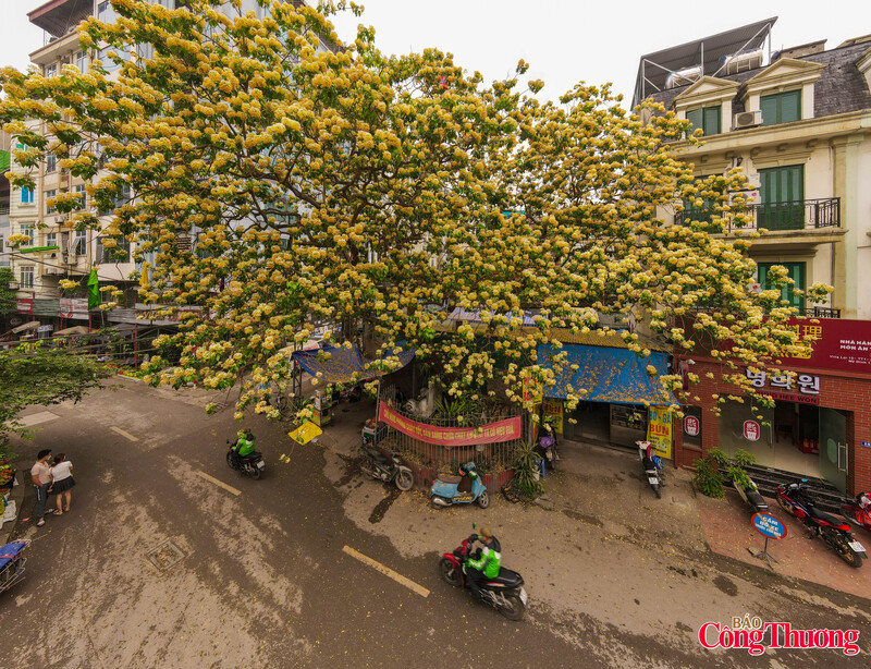 Tại khu vực Đình Thôn, tán bún xanh ngắt điểm xuyết những chùm hoa vàng trắng vươn mình mạnh mẽ, tạo thành một điểm nhấn thiên nhiên làm mềm đi sự cứng nhắc của những khối nhà cao tầng san sát.