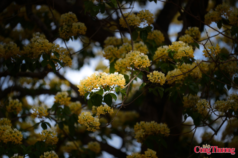 Hoa bún có hai màu chủ đạo là trắng và vàng, mọc thành từng chùm đan xen nhau. Đặc trưng của loài hoa này là cánh hoa mỏng manh, nhụy vươn dài tựa như những sợi bún tươi. Có lẽ cũng bởi hình dáng mộc mạc ấy mà người xưa đã đặt cho cây cái tên vô cùng gần gũi - cây hoa Bún.