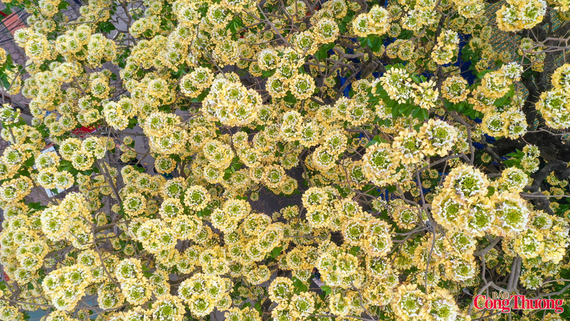 Sự giao hòa giữa sắc trắng, sắc vàng và lá xanh non tạo nên một bức tranh thiên nhiên dịu mắt trong tiết trời giao mùa.