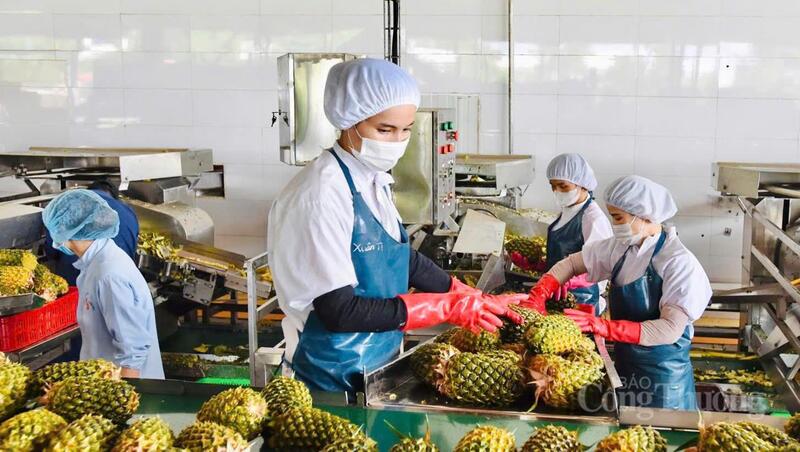 Bên cạnh kết quả tích cực, Gia Lai vẫn còn hạn chế: nông nghiệp phân tán, một số ngành công nghiệp giảm sản lượng, du lịch thiếu sản phẩm và hạ tầng quy mô lớn. Ảnh: Hiền Mai