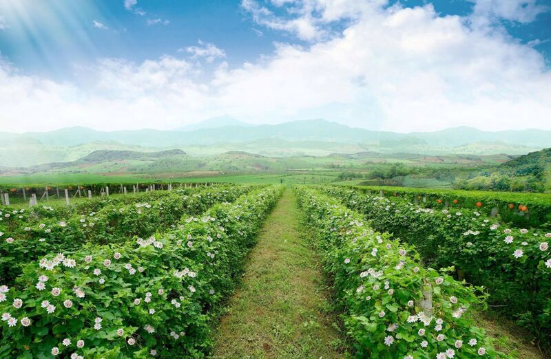 Một góc khu vực canh tác dược liệu đạt chứng nhận hữu cơ Mỹ và châu Âu của Tập đoàn TH tại Yên Thành, Nghệ An.