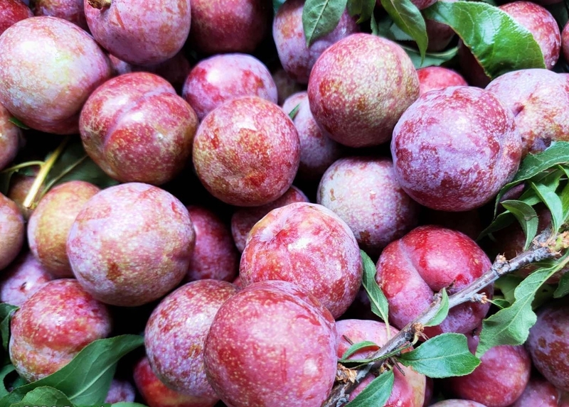 Mận hậu loại 1 (khoảng 20 - 25 trái mỗi kg) đang được bán với giá lên tới 250.000 đồng/kg. Ảnh minh hoạ