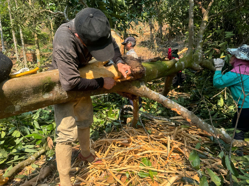 Những ngày này, người dân miền núi tất bật thu hoạch cây quế Trà Bồng để bán cho thương lái. Ảnh: Nguyễn Dương