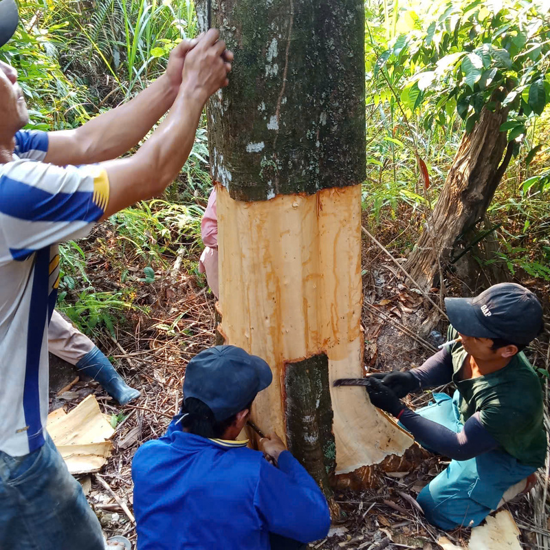 Lớp vỏ được bóc ra thành từng mảng lớn rồi đem đi phơi khô. Ảnh: Nguyễn Dương