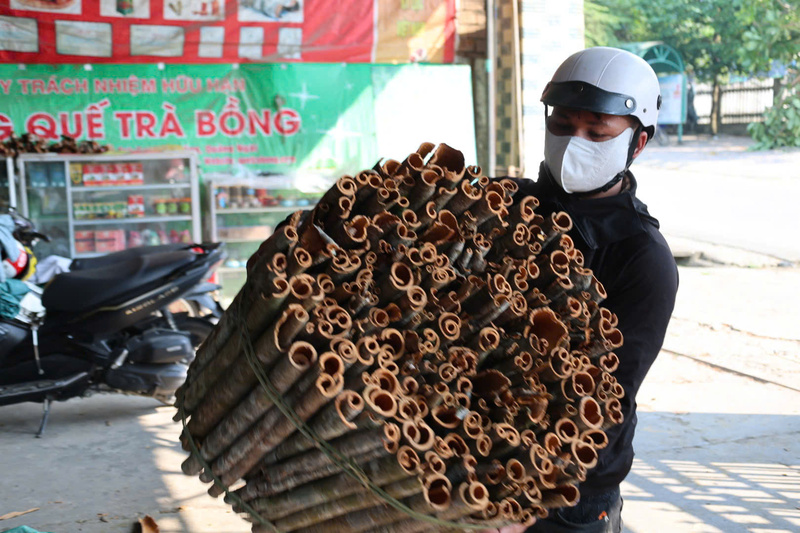 Vỏ quế được bó lại thành từng bó lớn để bán cho thương lái. Ảnh: Nguyễn Dương