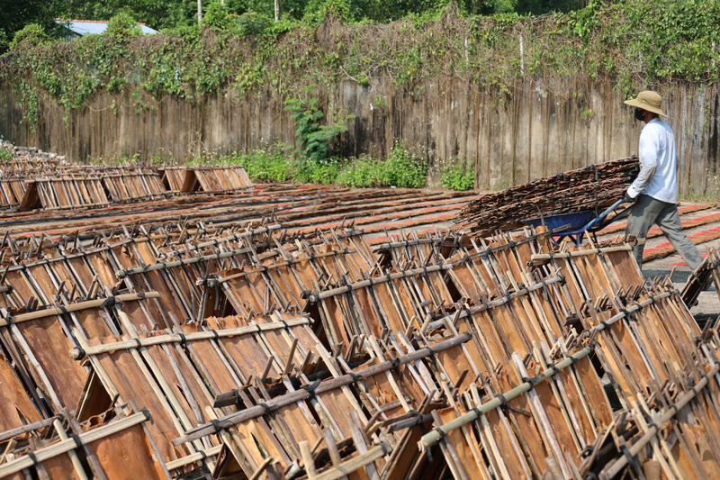 Vỏ cây quế được kẹp thành từng mảng lớn rồi đem phơi. Ảnh: Nguyễn Dương