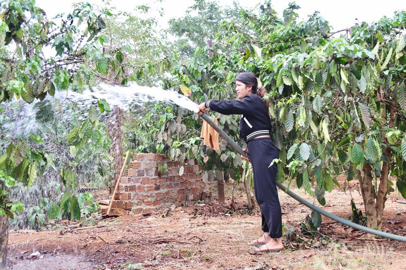 Điện ổn định giúp nông dân Gia Lai chủ động bơm tưới, chăm sóc cây trồng trong mùa khô.