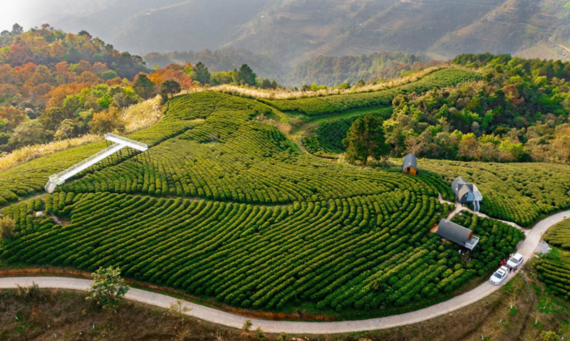 Tại xã Thành Công (tỉnh Cao Bằng), Công ty TNHH Kolia đang phát triển vùng chè hữu cơ rộng lớn, đạt tiêu chuẩn cao. Ảnh: Sơn Tùng