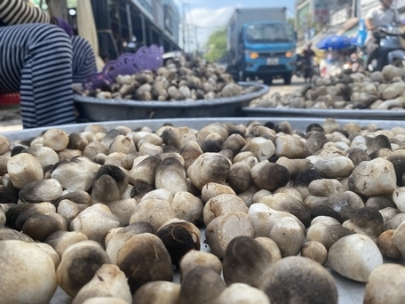 Giá nấm rơm tăng mạnh từ 25.000 - 30.000 đồng/kg so với tháng trước. Ảnh minh hoạ