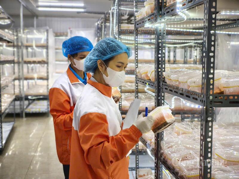 Công ty TNHH Phát triển công nghệ cao Minh Anh, đơn vị tiên phong trong sản xuất đông trùng hạ thảo tại phường Xuân Hòa với quy trình nuôi trồng hiện đại, chất lượng.
