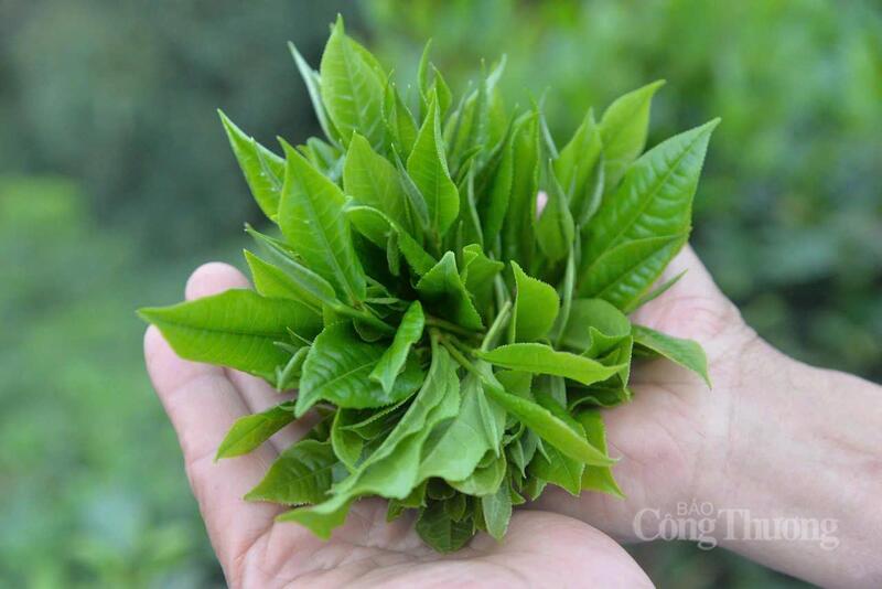 Những búp chè non đạt tiêu chuẩn được hái mang về. Ảnh: Lê Hà