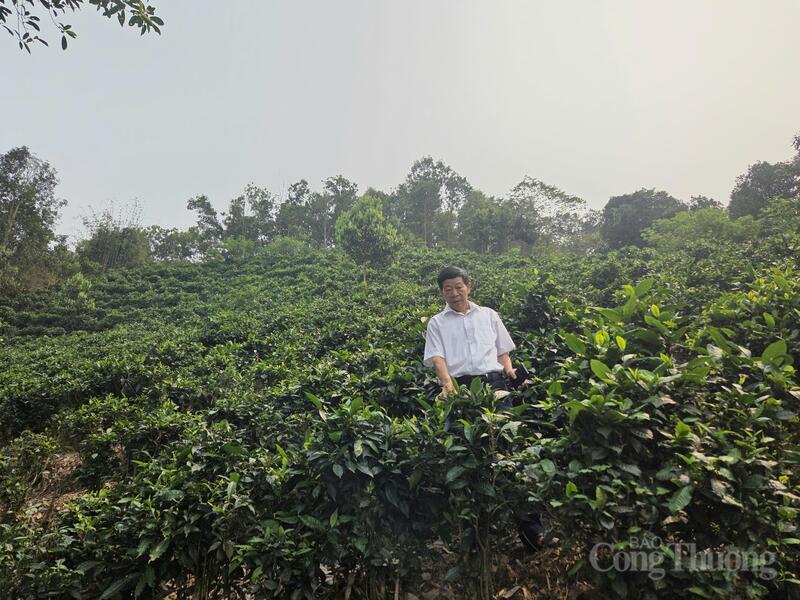 Ông Phan Thế Độ bên vườn chè rộng hơn 2ha của gia đình. Ảnh: Văn Thi