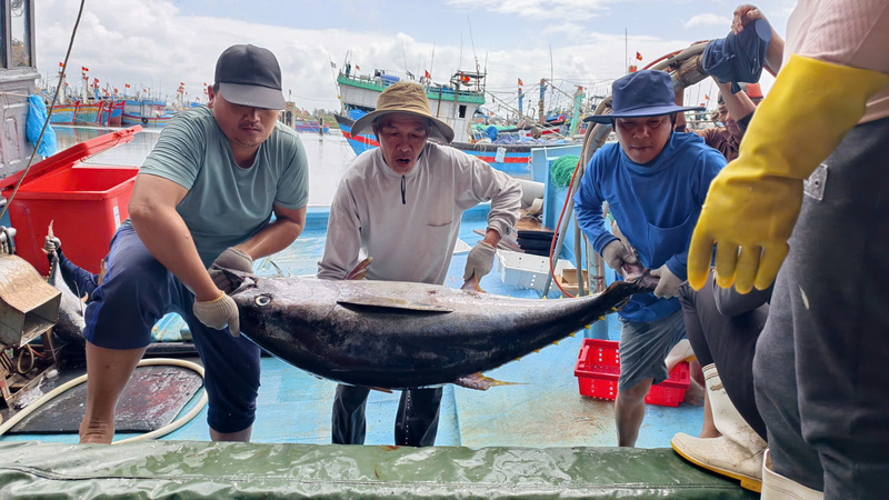 Dự kiến, các cảng cá trên địa bàn tỉnh Quảng Ngãi sẽ đạt khả năng tiếp nhận khoảng 950 lượt tàu/ngày, với sản lượng bốc dỡ hơn 150.000 tấn/năm, góp phần nâng cao hiệu quả khai thác và bảo quản sau thu hoạch. Ảnh: Nguyễn Dương