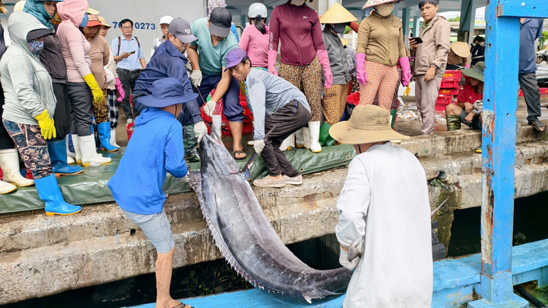 Lĩnh vực khai thác thủy hải sản sẽ được tái cơ cấu theo hướng giảm số lượng tàu, nâng cao hiệu quả và tuân thủ các quy định quốc tế, đặc biệt là chống khai thác IUU. Ảnh: Nguyễn Dương