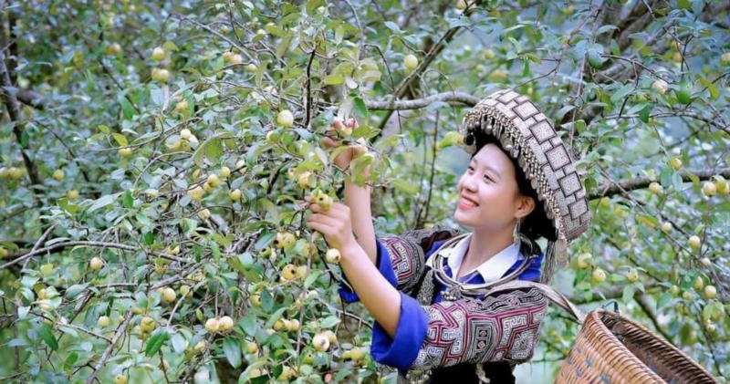 Ở Trạm Tấu, cây táo mèo (sơn tra) đã trở thành cây sinh tiền cho người dân. Ảnh minh họa