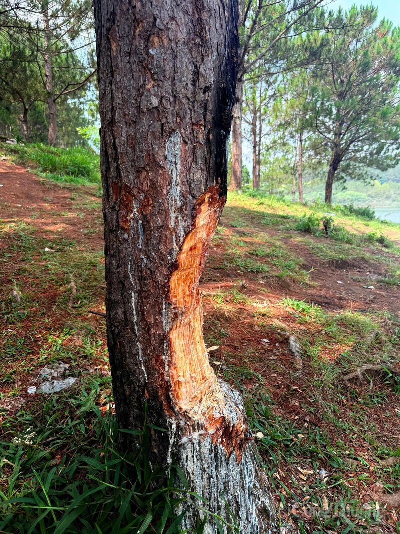 Cây thông bị đẽo gần hết một nửa thân. Ảnh: Vĩnh Quý