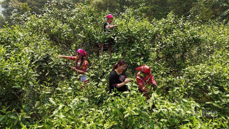 Vùng nguyên liệu với nhiều cây chè tuổi đời trăm năm.