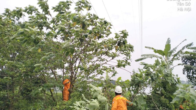 Đội Truyền tải điện Hà Nội 3, kiểm tra, chặt cây có nguy cơ vi phạm an toàn hành lang tuyến. Ảnh CTV TTĐ HN