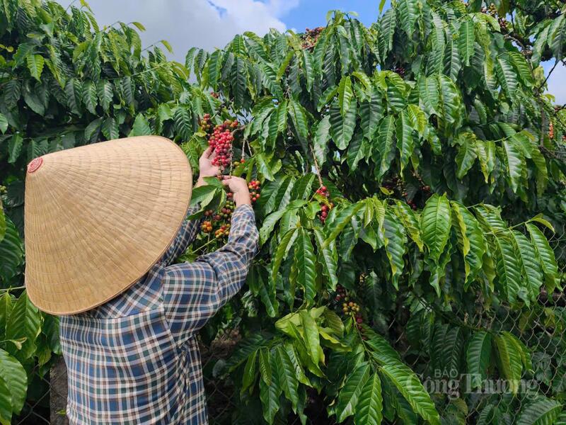 Thu hoạch cà phê tại Lâm Đồng