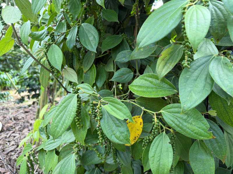 Vườn hồ tiêu tại Lâm Đồng. Ảnh: Hoàng Chiến