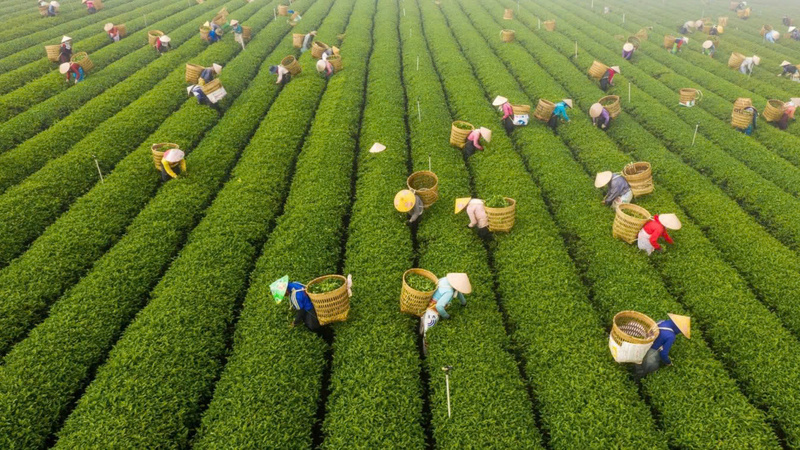 Thông qua chương trình, các doanh nghiệp Việt Nam sẽ có cơ hội tiếp cận trực tiếp với các đối tác trong chuỗi giá trị ngành chè, từ sản xuất, chế biến đến cung ứng máy móc, thiết bị, công nghệ. Ảnh minh hoạ