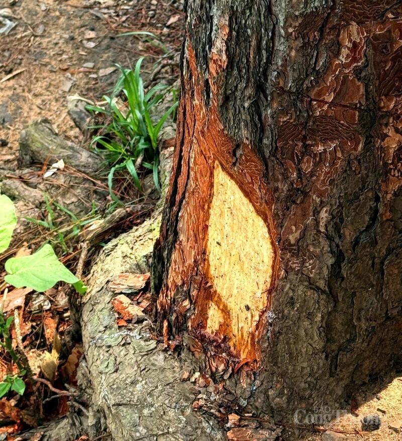 Xuất hiện vết đẽo ở một cây thông khác trong khu vực. Ảnh: Vĩnh Quý