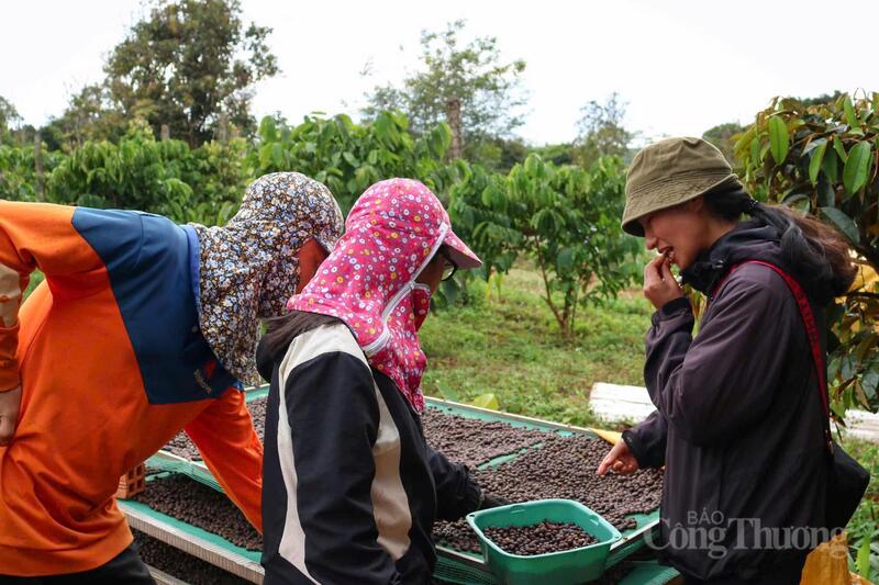 Thu hoạch cà phê tại Gia Lai. Ảnh: Hiền Mai