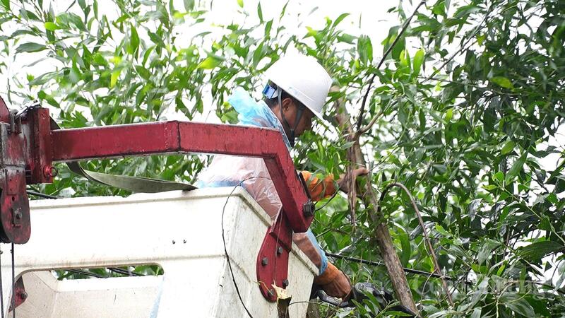 Nhiệm vụ dọn dẹp hành lang lưới điện được triển khai dưới thời tiết mưa.