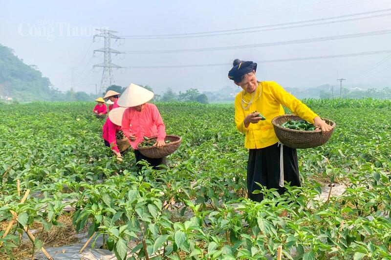 Bà con đồng bào dân tộc Tày tại xã Lâm Thượng, tỉnh Lào Cai vào vụ thu hoạch ớt j xanh. Ảnh: Hoàng Yên