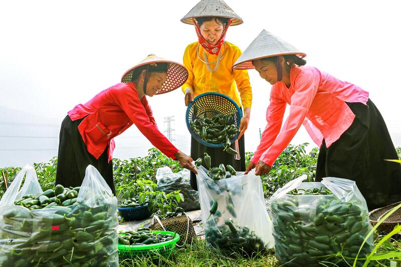 Ớt j xanh sau khi được bà con hái xuống sẽ được hợp tác xã và doanh ngiệp thu mua đóng thùng xuất khẩu đi Hàn Quốc và Nhật Bản. Ảnh: Lê Hà