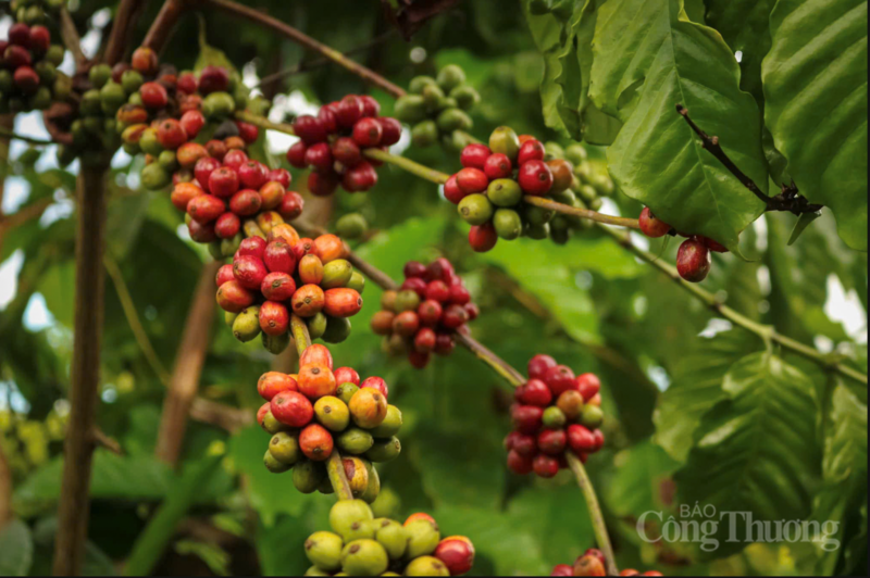 Cà phê chín mọng tại vườn trồng Gia Lai. Ảnh: Hiền Mai