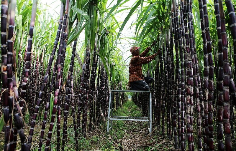 Sự phát triển của xăng sinh học E10 đang mở ra cơ hội tái định vị cây mía, từ nguyên liệu sản xuất đường truyền thống trở thành nguồn năng lượng và tài nguyên cho kinh tế tuần hoàn. Ảnh minh họa