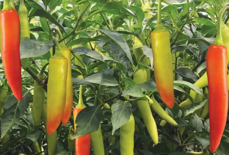 Ớt sừng vàng tăng 5.000 - 10.000 đồng/kg so với cách đây hơn 1 tháng. Ảnh minh họa