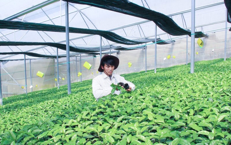 Xã Tri Lễ đẩy mạnh diện tích dứa, chanh leo để phát triển kinh tế địa phương. Ảnh: Mai Hoa