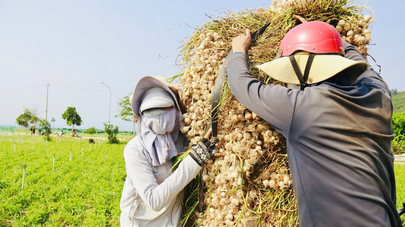 Nhờ xây dựng vùng nguyên liệu, chế biến thành phẩm từ tỏi nên đầu ra của người nông dân được đảm bảo. Ảnh: Nguyễn Dương