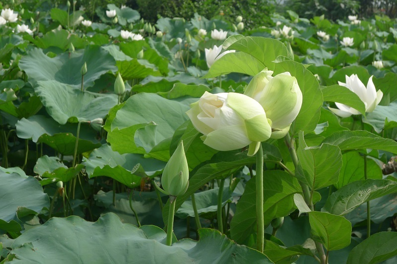 Giá bán buôn hoa sen Tịnh Đế dao động 3.000 đồng đến 5.000 đồng/bông. Ảnh minh họa