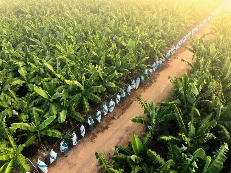 Vùng nguyên liệu chuối ứng dụng công nghệ cao với quy trình khép kín, đáp ứng các tiêu chuẩn xuất khẩu quốc tế.
