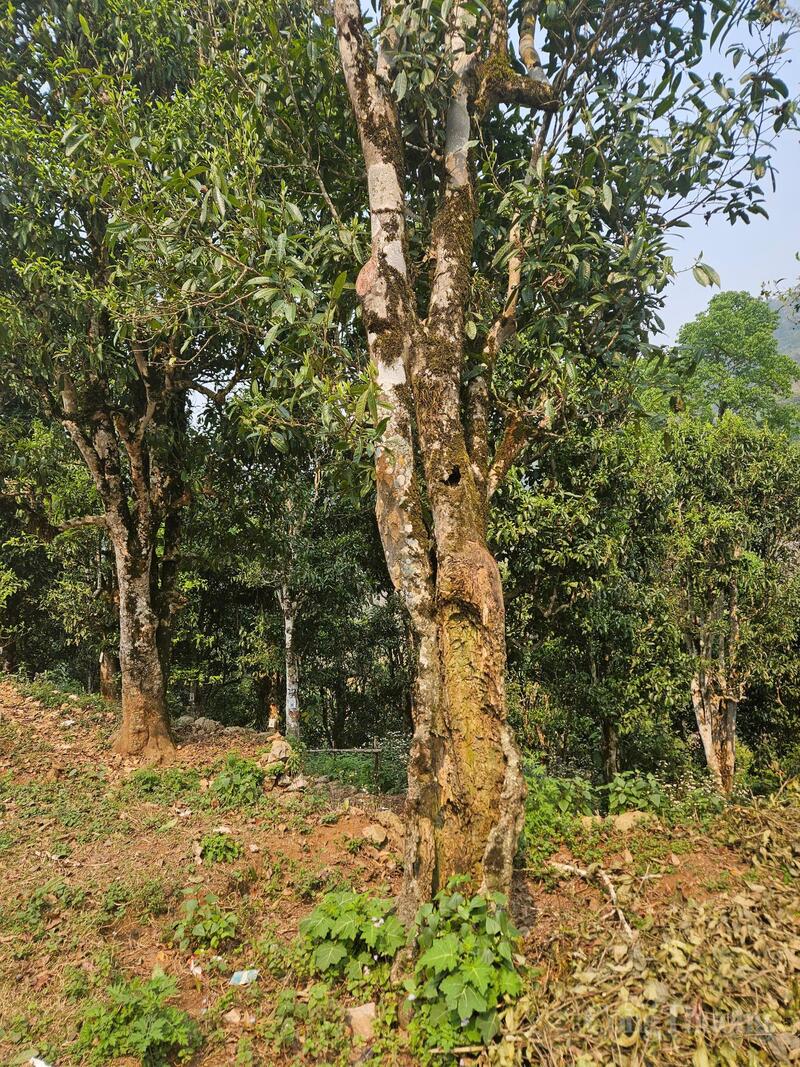 Những “cụ chè” đứng rải rác, sừng sững, hiên ngang trên triền núi đá, bám rễ vào khe đất, hứng sương, hút gió và lớn lên theo cách tự nhiên, hoang dã mà bền bỉ.