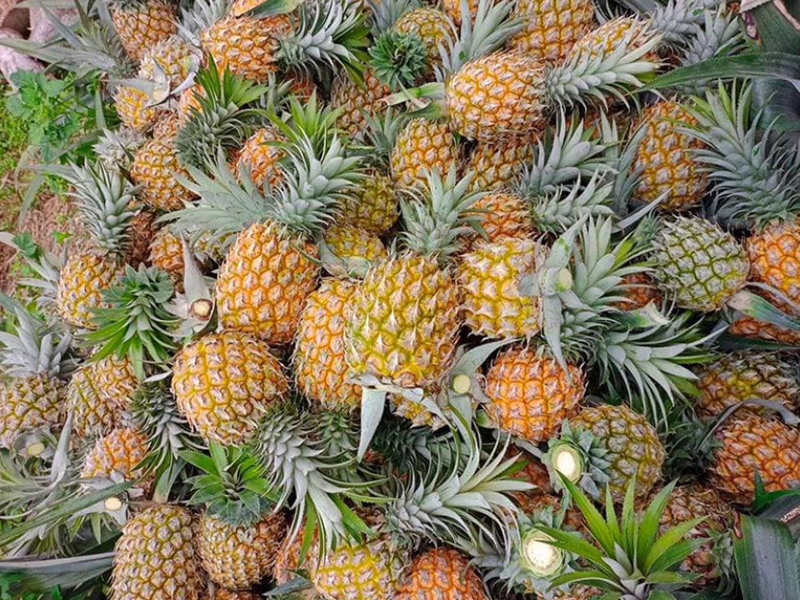 Dứa được mùa, giá tốt mang lại thu nhập cao. Ảnh minh hoạ