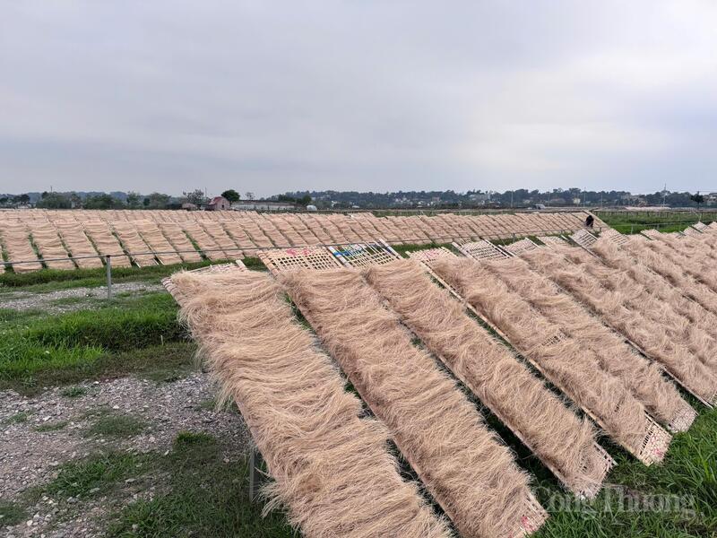 Trung bình mỗi ngày, các cơ sở sản xuất miến dong trên địa bàn xã Hưng Đạo có thể cung ứng từ 30 - 40 tạ miến.