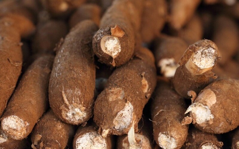 Giá xuất khẩu sắn trung bình trong quý I/2026 đạt 341,91 USD/tấn, tăng 11,08% so với quý I/2025. Ảnh minh hoạ