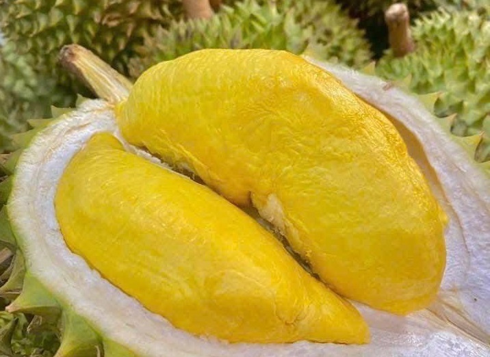 Sầu riêng Ri6, Musang King tăng trở lại. Ảnh minh họa