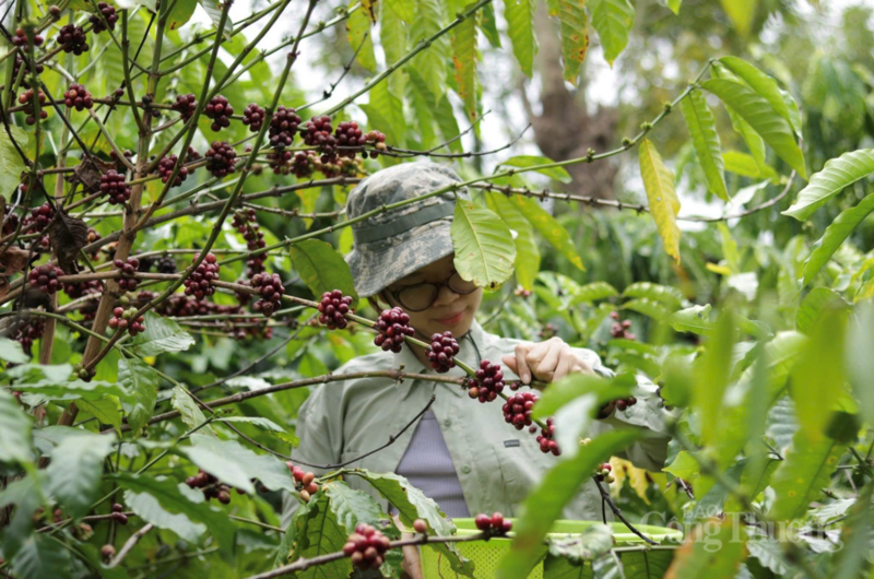 Thu hoạch cà phê tại vườn trồng Gia Lai